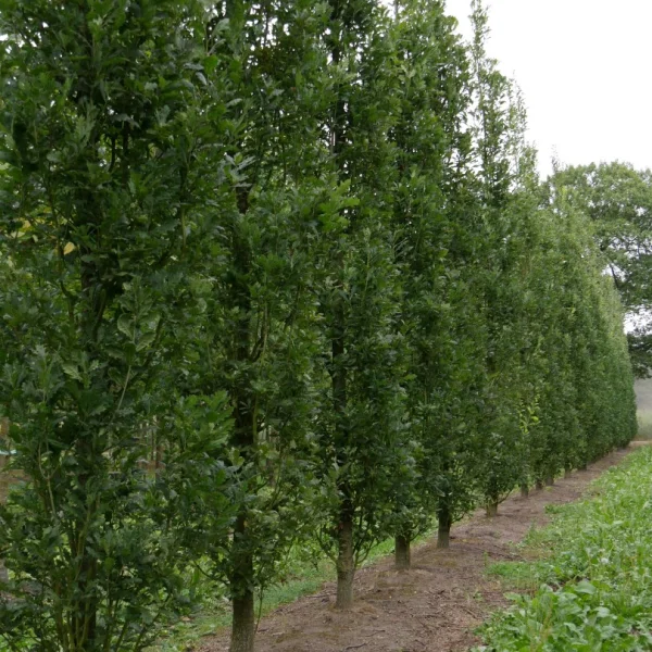 Quercus robur 'Fastigiate Kassel' – Piramidale eik, Zuileik (cv)