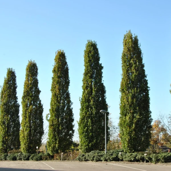 Quercus robur 'Fastigiate Koster' – Piramidale eik, Zuileik (cv)