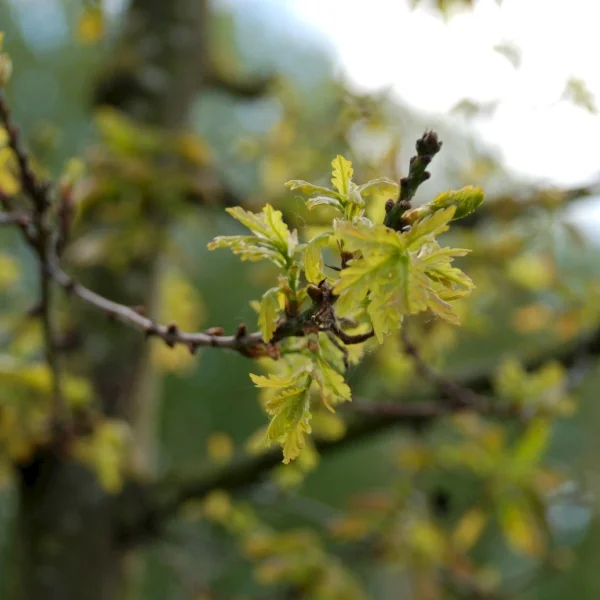 Quercus robur 'Hentzii' – Zomereik (cv), Inlandse eik (cv)