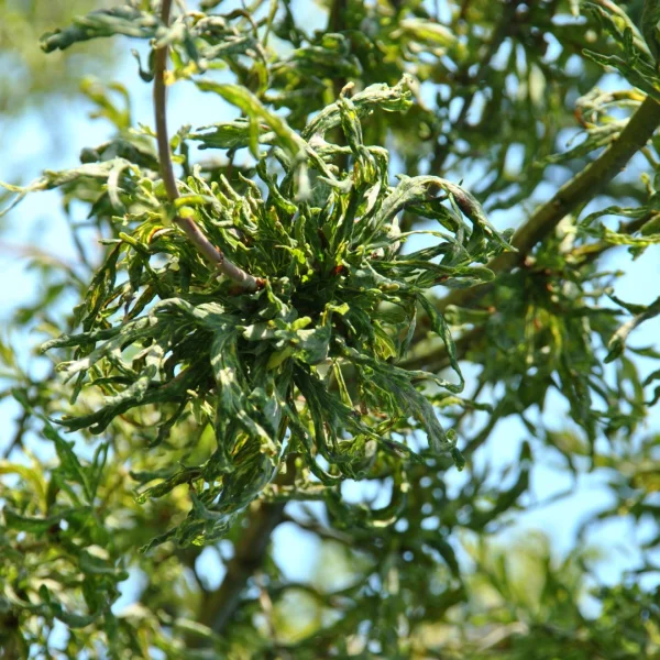 Quercus robur 'Irtha' – Zomereik (cv), Inlandse eik (cv)