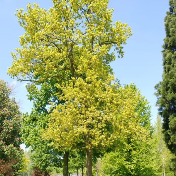 Quercus robur 'Marmorata' – Zomereik (cv), Inlandse eik (cv)