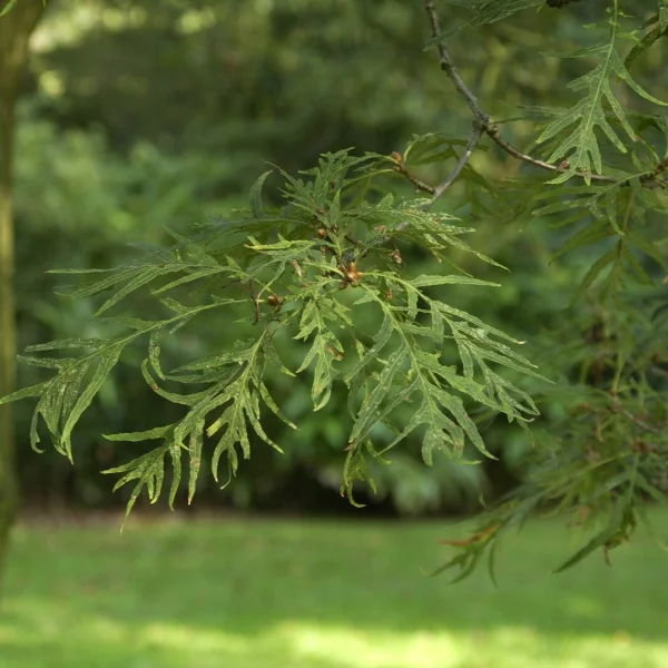 Quercus robur 'Pectinata' – Zomereik (cv), Inlandse eik (cv)