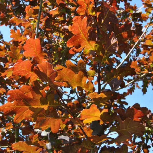 Quercus robur 'Purpurascens' – Zomereik (cv), Inlandse eik (cv)