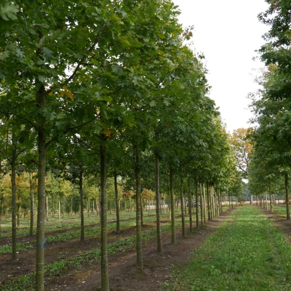 Quercus rubra – Amerikaanse eik