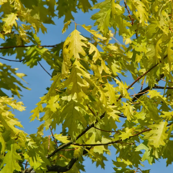 Quercus rubra 'Magic Fire' – Amerikaanse eik (cv)