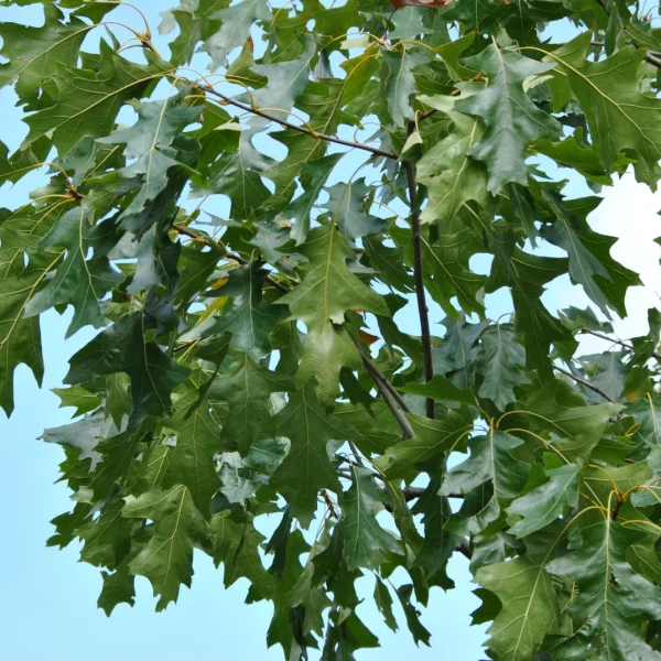 Quercus velutina 'Albertsii' – Blikeik (cv)
