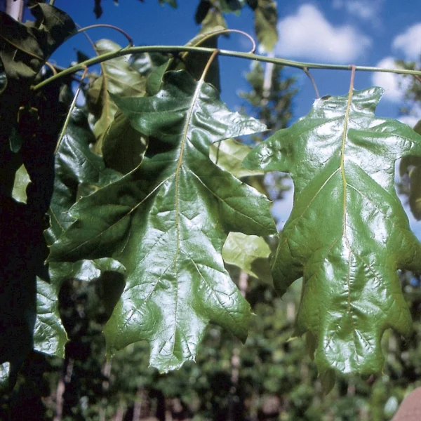 Quercus velutina 'Magnifica' – Blikeik (cv)