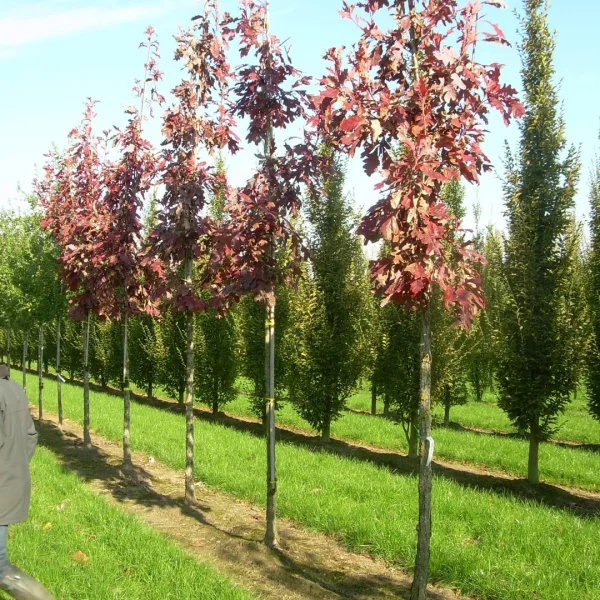 Quercus velutina 'Rubrifolia' – Blikeik (cv)
