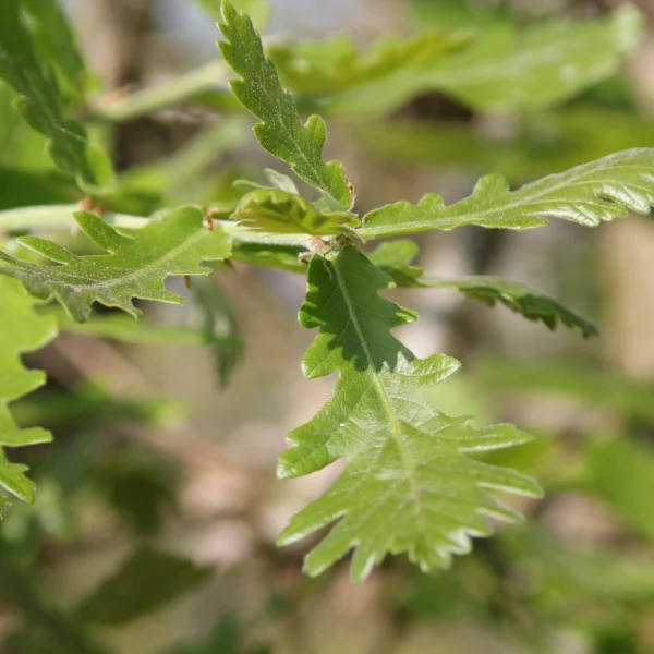 Quercus 'Macon'