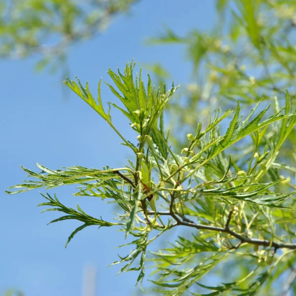 Alnus glutinosa 'Imperialis' – Zwarte els (cv)