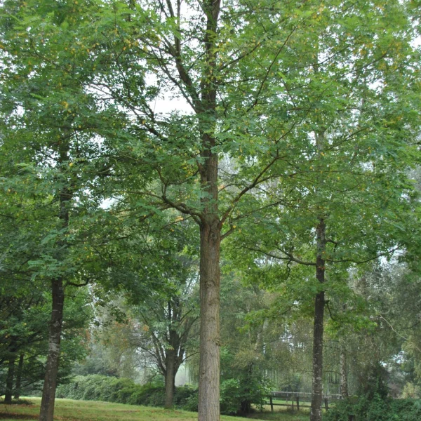 Robinia pseudoacacia 'Appalachia' – Acacia (cv)