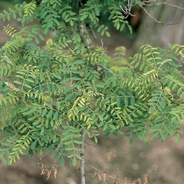 Robinia pseudoacacia 'Myrtifolia' – Acacia (cv)