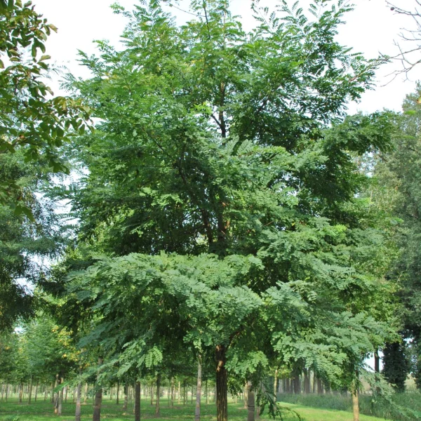 Robinia pseudoacacia 'Nyirségi' – Acacia (cv)