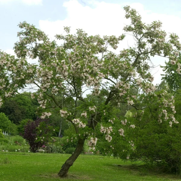 Robinia viscosa – Kleefacacia, Kleverige Acacia, Lijmacacia