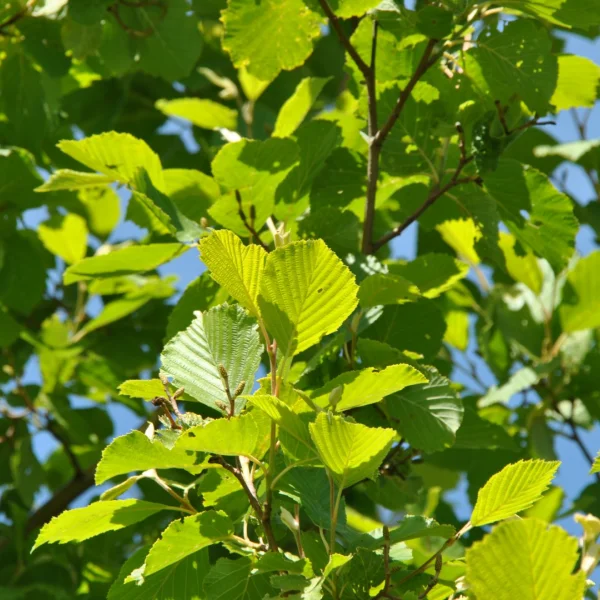 Alnus incana 'Aurea' – Goudels