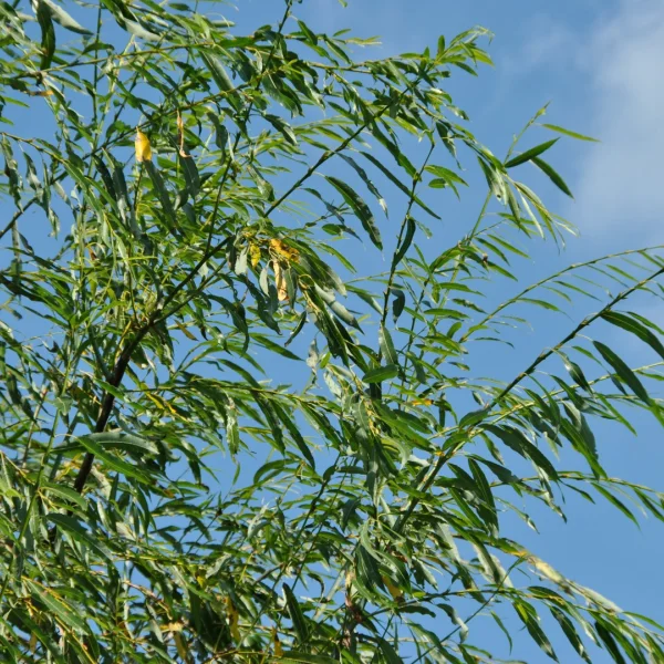 Salix acutifolia 'Pendulifolia'