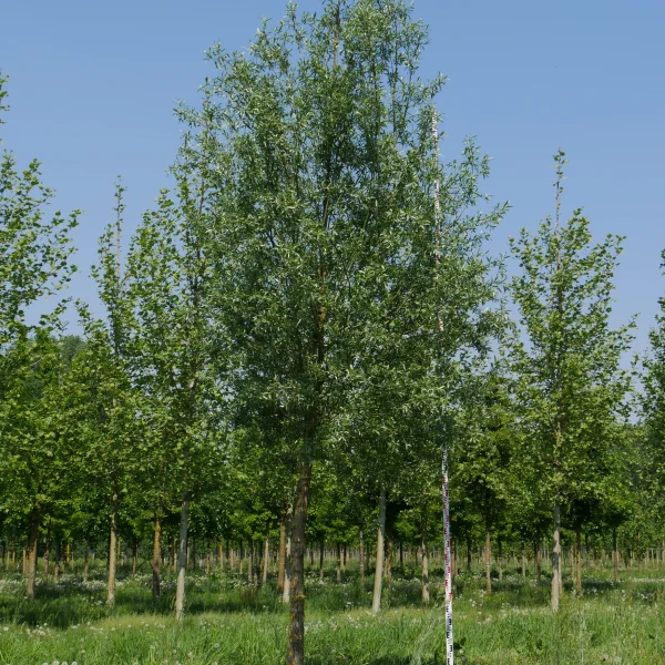 Salix alba 'Belders' – Schietwilg (cv)