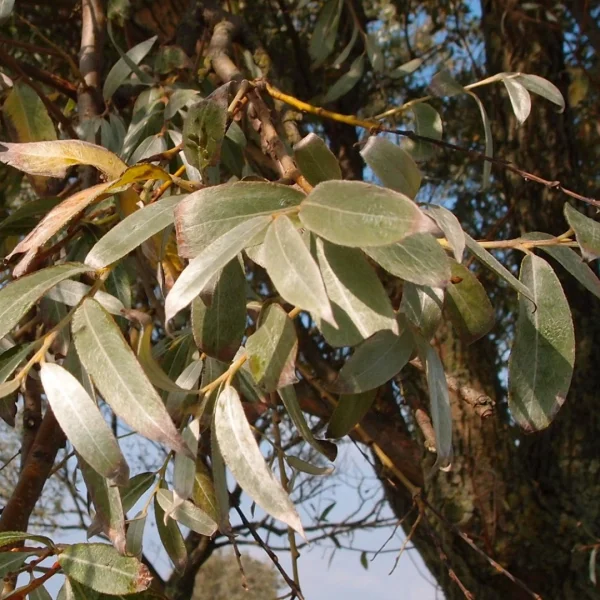 Salix alba 'Sericea' – Zilverwilg