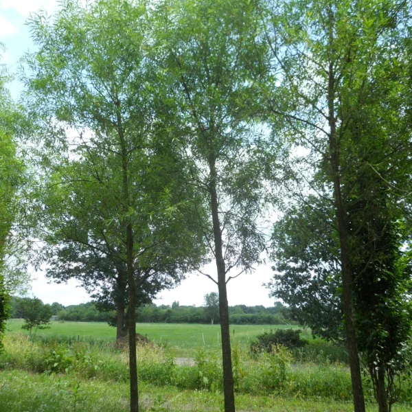 Salix alba subsp. vitellina – Schietwilg (v)