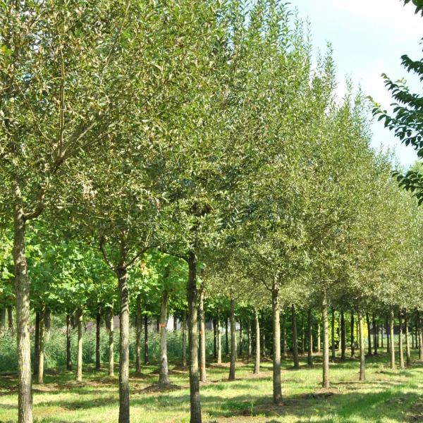 Salix fragilis – Kraakwilg, Broze wilg