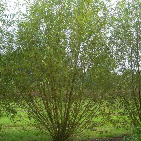 Salix viminalis – Katwilg