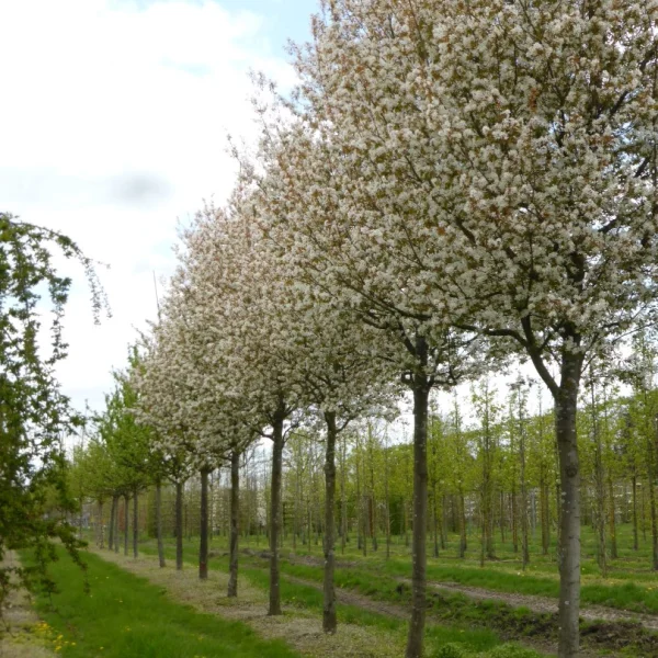 Amelanchier arborea 'Robin Hill' – Krentenboompje (cv)