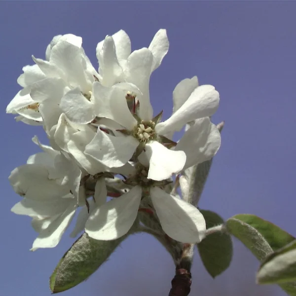 Amelanchier rotundifolia 'Edelweiss' – Krentenboompje (cv)