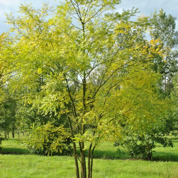 Styphnolobium japonicum 'Regent' – Honingboom (cv)