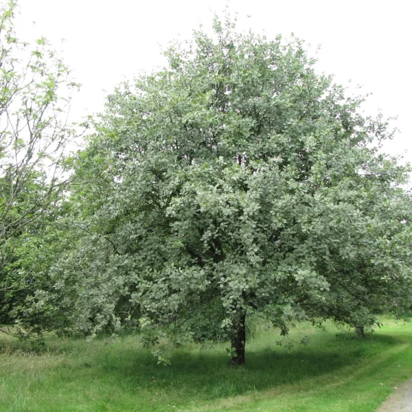 Sorbus aria – Meelbes