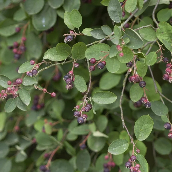 Amelanchier spicata – Dwergkrentenboompje