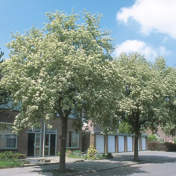 Sorbus aria 'Magnifica' – Meelbes (cv)