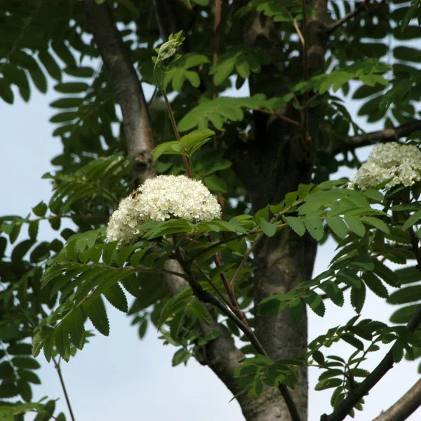 Sorbus aucuparia 'Sheerwater Seedling' – Lijsterbes (cv)