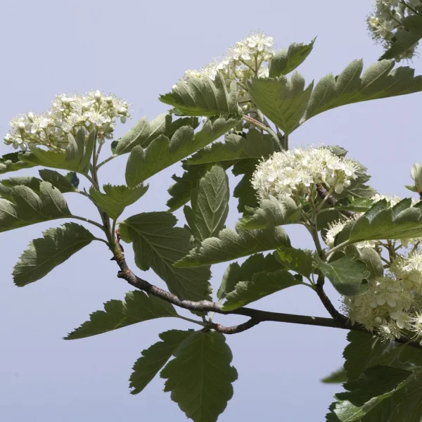 Sorbus intermedia 'Brouwers' – Zweedse meelbes (cv)