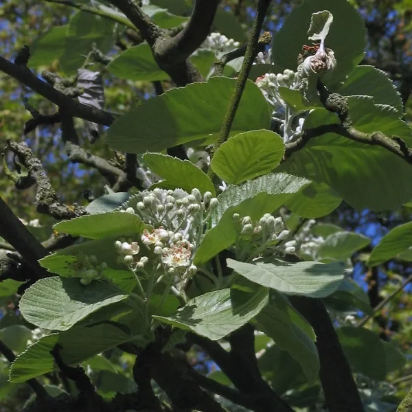Sorbus thibetica 'John Mitchell'