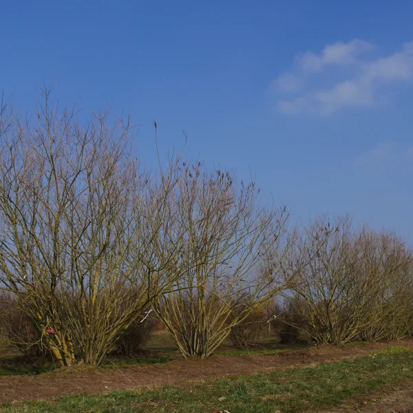 Amorpha canescens – Valse indigostruik