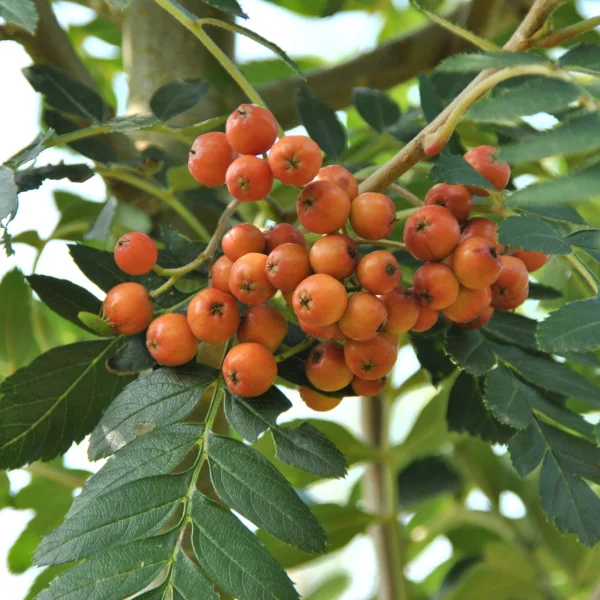 Sorbus 'Astrid'
