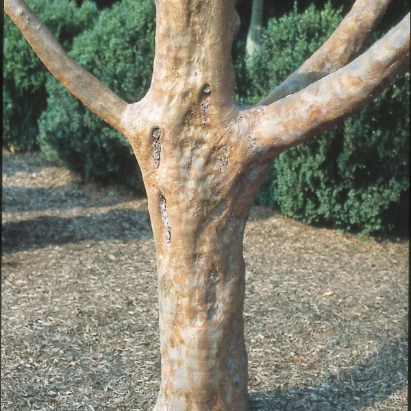 Stewartia monadelpha