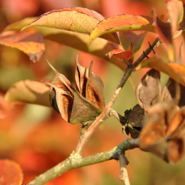 Stewartia rostrata