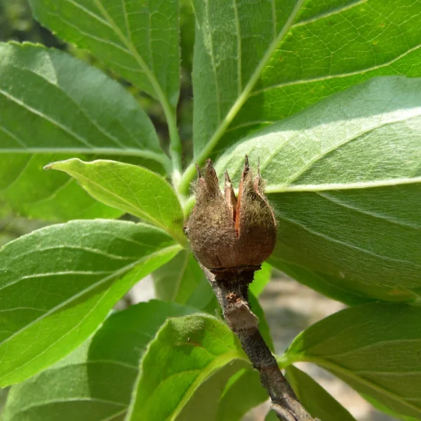 Stewartia sinensis – Chinese stewartia