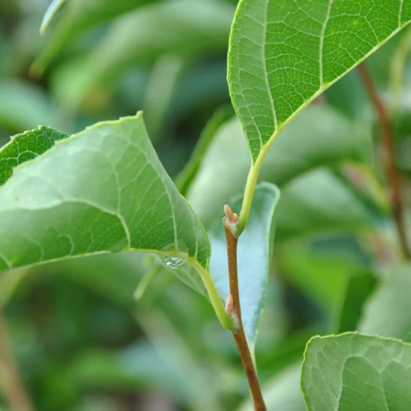 Styrax japonicus 'June Snow' – Japanse storaxboom (cv)