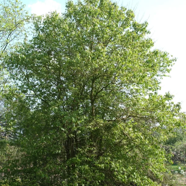 Syringa pekinensis – Chinese sering