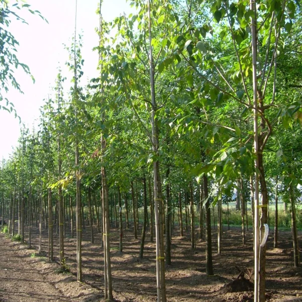 Syringa pekinensis 'Zang Zhiming' – Chinese sering (cv)
