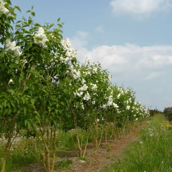 Syringa vulgaris 'Mme Lemoine' – Gewone sering (cv)