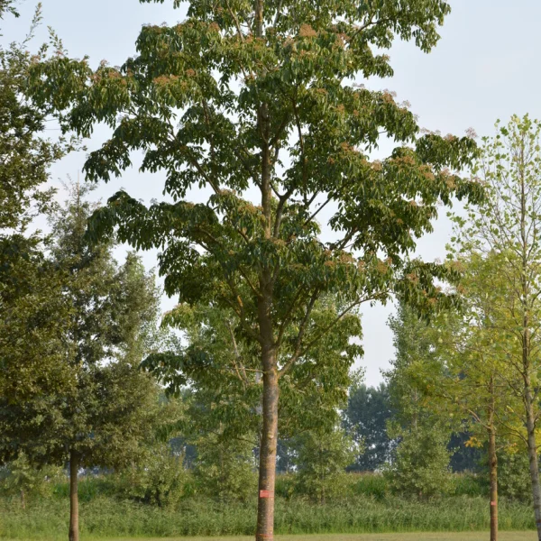 Tetradium daniellii &ndash; Bijenboom