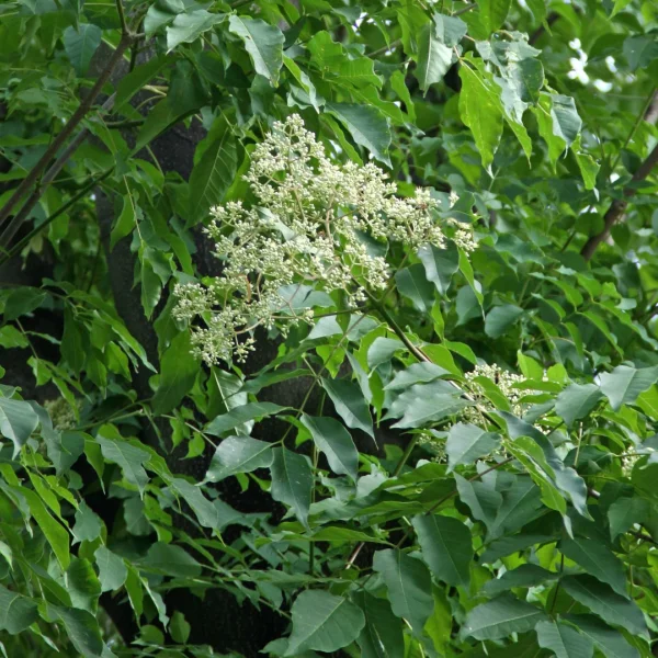 Tetradium daniellii – Bijenboom