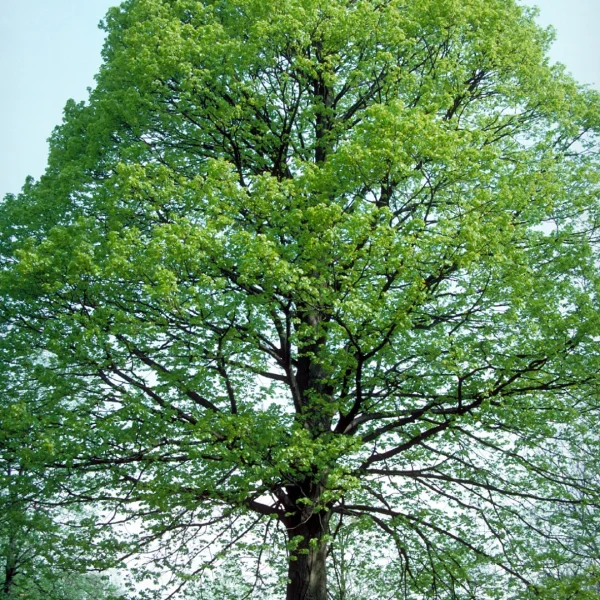 Tilia americana – Amerikaanse linde