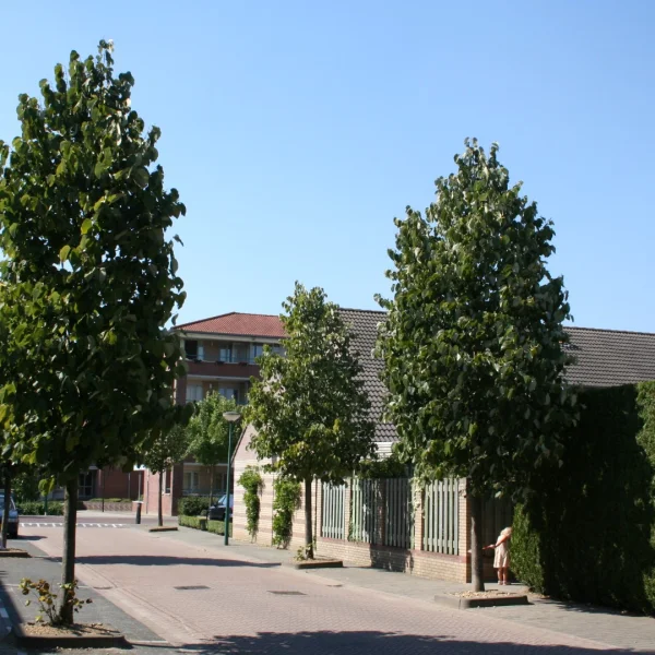 Tilia americana 'Moltkei' – Amerikaanse linde (cv)