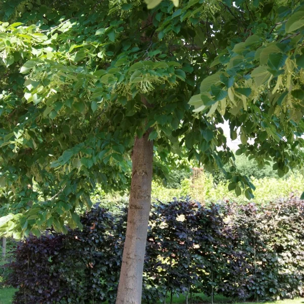 Tilia americana 'Nova' – Amerikaanse linde (cv)