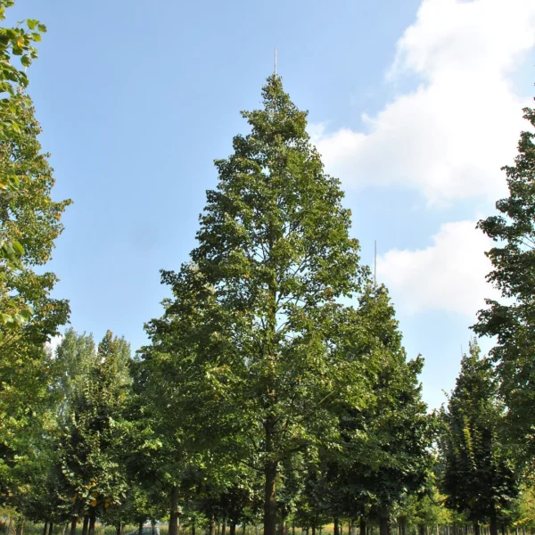 Tilia cordata CORINTHIAN ('Corzam') – Winterlinde, Kleinbladige linde (cv)