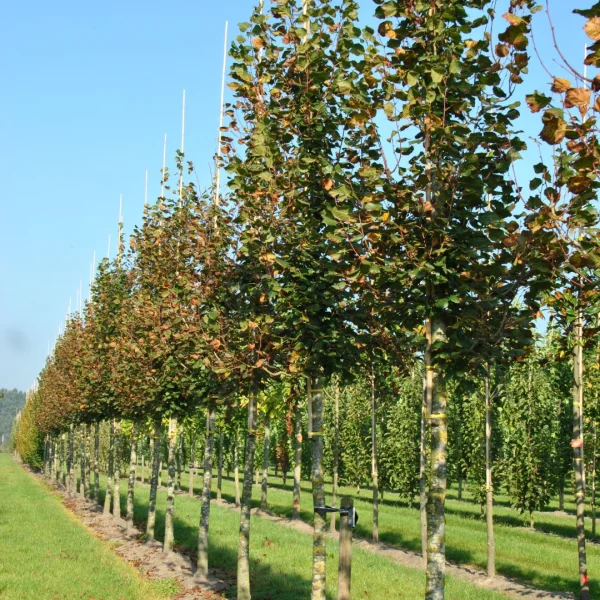 Tilia platyphyllos 'Flamme du Vercors' – Zomerlinde, Grootbladige linde (cv)